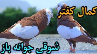 کمال کفتر- شوقی جوانه باز -property of PIGEON | کمال شوقی در تابستان | Beautiful flying pigeons