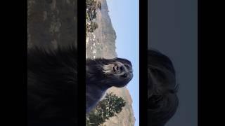 Bhotia Dog #shorts#ytshorts#tiktok