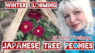 Ueno Toshogu WINTER BLOOMING JAPANESE TREE PEONIES by Adeyto