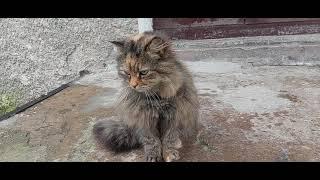 Cute hungry cats with beautiful green eyes #cat #sweet