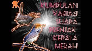 PRENJAK KEPALA MERAH GACOR VARIASI (cocok untuk masteran burung lomba)