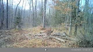 Cougar takes down deer in Michigan's Upper Peninsula