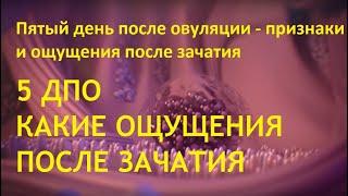 5-й ДПО. Что происходит на 5 день после овуляции. Какие симптомы и признаки в успешном цикле