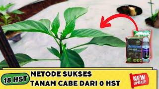 Budidaya Cabe Merah Besar Profesor Cabe, 18 HST