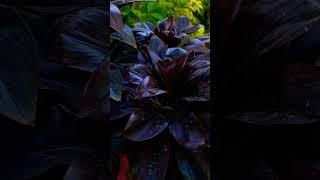 cordyline Fruticosa Plant