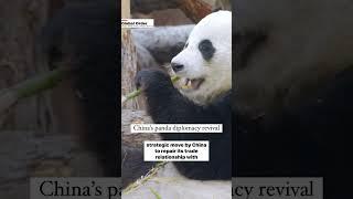 China’s panda diplomacy revival #panda #china #shortsviral #youtube #diplomacy