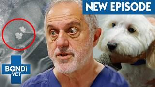 Why Is Dog Peeing Blood?  Coast to Coast Season 9 Episode 1 | Bondi Vet