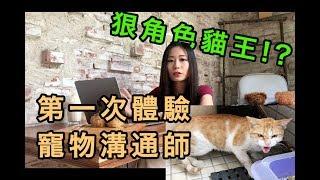 第一次寵物溝通師體驗＋吉白狠角色貓王！？【比比BeBe】