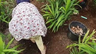 Panen Langkeong jahe Kebun Alpukat Panjalu