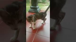 si manis yang manja #kucing