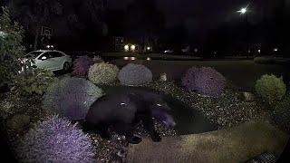 Bear caught wandering suburban neighborhood in Upstate NY