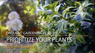 Prioritize your plants by watering needs