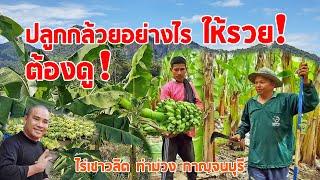 ปลูกกล้วยอย่างไร ? ให้รวย ! ต้องดู !!!