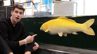 $15,000 KOI!! - Inside England’s *LARGEST* FISH STORE...