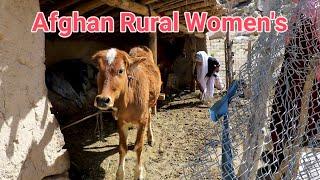 Daily life and work of village women in Jaghori Afghanistan