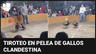 En video: el momento en que una pelea de gallos clandestina acaba en una mortal balacera