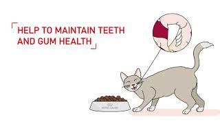 Royal Canin Mix Feeding for Cat