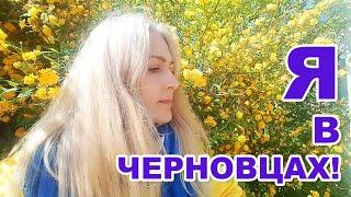 Отвечаю  на вопросы. Что с котами и что с домиком? Вернулась в Черновцы?