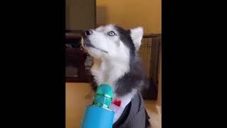 Funny Animals video