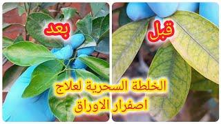 علاج اصفرار الاوراق مهما كان السبب ( عمل سماد الحديد )