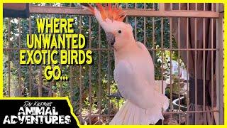 Where Unwanted EXOTIC BIRDS Go...