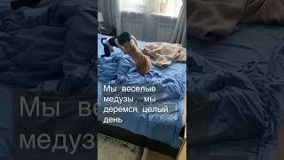 Кот и собака бесятся #интересноевидео #ржач #смешноевидео #нарисуйсвоюжизнь #собакаприкол #кот