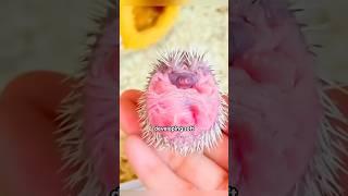 Who wouldn't want to have such an adorable little hedgehog? #shortvideo #pet #hedgehog #shorts