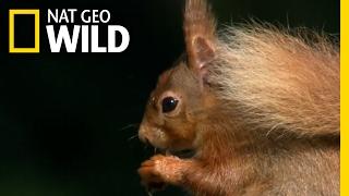 Where Red Squirrels Live | Destination WILD