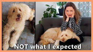 My GOLDENDOODLE PUPPY – NOT what I expected! (why I’m glad she’s now an adult) | 5 Unexpected Things