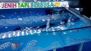 Padahal Air Aquarium Ikan Mas Kokinya Jernih, Baru Saja Diganti Tapi Kenapa Tetap Berbusa? 