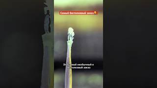 Самый бестолковый заказ. Или как я сделал цветочек из рисинки. #ювелир #резьба