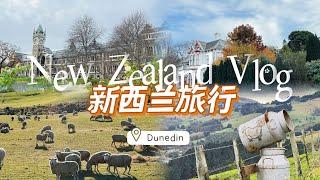 New Zealand VLOG｜Dunedin｜Citywalk, Otago University and Otago First Church｜Watch wild sea lions