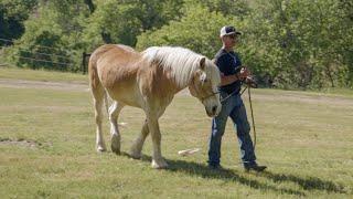 Leading A Haflinger Who Lunges At Grass