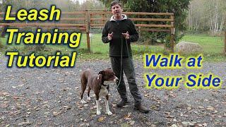 Teach your dog to walk at your side
