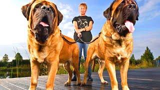 Top 10 Heaviest Dog breeds EVER
