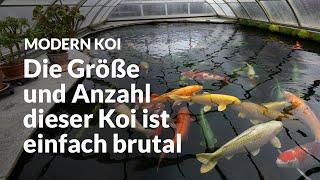 Doris’ überdachter 70.000 Liter Jumboteich | Modern Koi Blog #6633