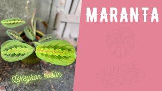 Maranta - najważniejsze informacje, pielęgnacja i podlewanie. Leksykon roślin Jungle Boogie odc.I