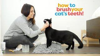 Successfully Brush Your Cat's Teeth With These Training Steps