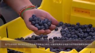 Berryco video - Chinese