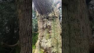 Ancient Trees of Roslin Glen #ancienttrees