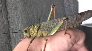 Riesenheuschrecke Wirbellosen Unboxing (Tropidacris cristata) / mein neues Haustier