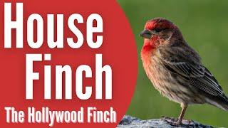 House Finch - The Hollywood Finch