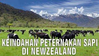 Keindahan Peternakan Sapi Di New Zealand