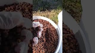 Перга Очень полезный #пчелопродукт #перга #мёд