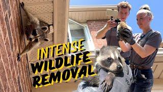 Intense Wildlife Encounter: Raccoon Removal In Action | Part 1