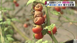 記録的な暑さで野菜に高温障害　ミニトマトは収穫量が9割減の危機に＜福島・須賀川市＞ (23/08/29 18:30)