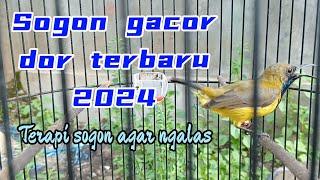 SOGON GACOR COR VIRAL #sogongacor #burungsogon #colibri