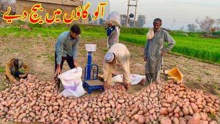 All Potatoes were Sold in the Village آلو گاؤں میں ہی بیچ دیے 