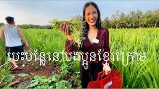 Visit My Khmer Krom Relatives In Vietnam| Rice Plantation