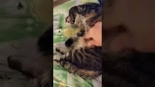 #ленивый #котяра #котики #простой #полосатый